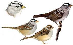 Image result for Zonotrichia leucophrys