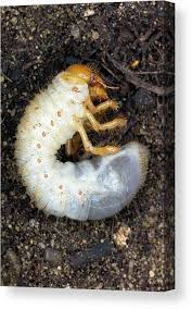 Attēlu rezultāti vaicājumam “Meloe sp. larva”