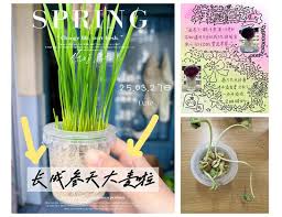 Image result for 春粒