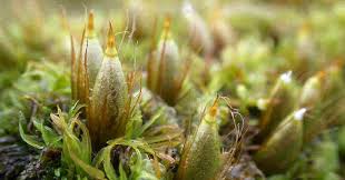 Attēlu rezultāti vaicājumam “Homomallium incurvatum”