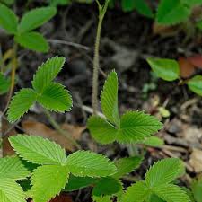 Attēlu rezultāti vaicājumam “Fragaria viridis leaf”