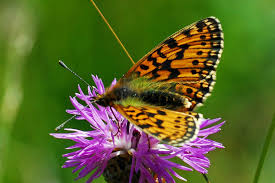 Attēlu rezultāti vaicājumam “Clossiana selene”