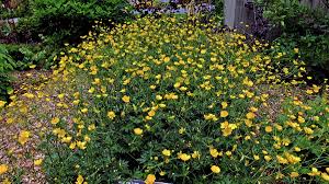 Attēlu rezultāti vaicājumam “Ranunculus acris”