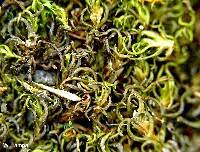 Attēlu rezultāti vaicājumam “Dichodontium pellucidum sporophyte”