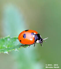 Attēlu rezultāti vaicājumam “Coccinella quinquepunctata”