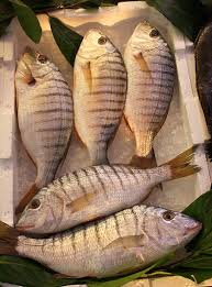 Image result for Lithognathus mormyrus