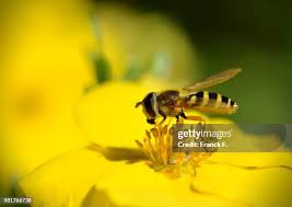 Attēlu rezultāti vaicājumam “Helophilus sp.”