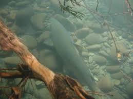 Image result for Oncorhynchus tshawytscha