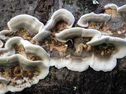 Attēlu rezultāti vaicājumam “Bjerkandera fumosa”