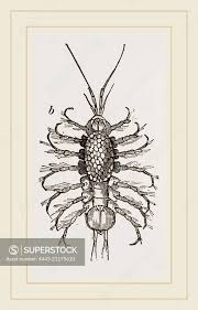 Attēlu rezultāti vaicājumam “Asellus aquaticus”