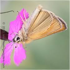Attēlu rezultāti vaicājumam “Thymelicus lineola underside”