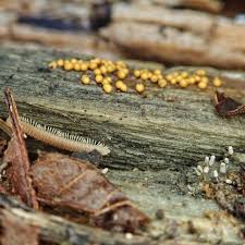 Attēlu rezultāti vaicājumam “Arcyria affinis spores”