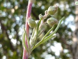 Attēlu rezultāti vaicājumam “Artemisia campestris bud”