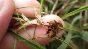 Attēlu rezultāti vaicājumam “Carex arenaria  fruit”