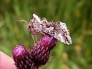 Attēlu rezultāti vaicājumam “Syngrapha interrogationis”