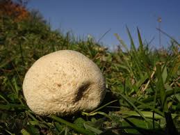 Attēlu rezultāti vaicājumam “Calvatia utriformis”