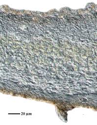 Attēlu rezultāti vaicājumam “Physconia detersa”