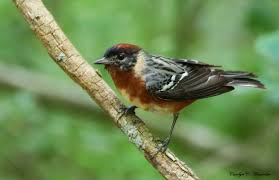 Image result for Dendroica castanea