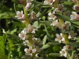 Attēlu rezultāti vaicājumam “Glaux maritima flower”