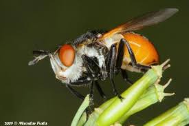 Attēlu rezultāti vaicājumam “Tachinidae”