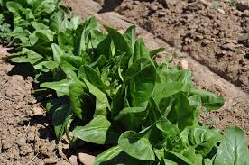 Attēlu rezultāti vaicājumam “Lactuca sativa”