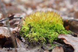 Attēlu rezultāti vaicājumam “Tortula lingulata macro”