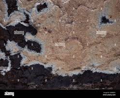 Attēlu rezultāti vaicājumam “Phlebia centrifuga”