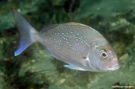 Image result for Pagrus auratus