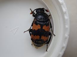 Attēlu rezultāti vaicājumam “Nicrophorus vespillo”