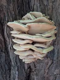 Attēlu rezultāti vaicājumam “Climacodon septentrionalis”