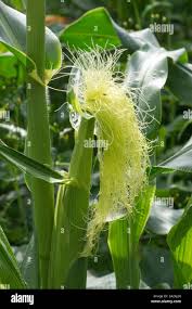 Attēlu rezultāti vaicājumam “Zea mays male flower”