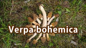 Attēlu rezultāti vaicājumam “Verpa bohemica”