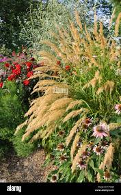 Attēlu rezultāti vaicājumam “Calamagrostis purpurea fruit”