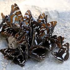 Attēlu rezultāti vaicājumam “Limenitis populi upperside”