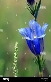 Attēlu rezultāti vaicājumam “Gentiana pneumonanthe flower”