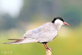 Attēlu rezultāti vaicājumam “Chlidonias hybrida”