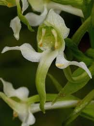 Attēlu rezultāti vaicājumam “Platanthera chlorantha flower”