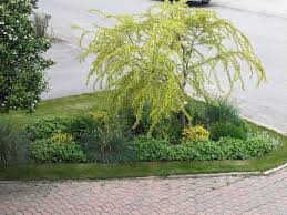 Attēlu rezultāti vaicājumam “Caragana arborescens leaf”