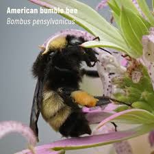 Attēlu rezultāti vaicājumam “Bombus”