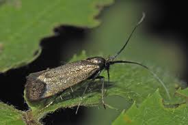 Attēlu rezultāti vaicājumam “Adela cuprella”