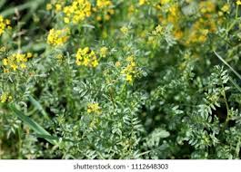 Attēlu rezultāti vaicājumam “Rorippa sylvestris leaf”