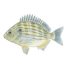 Image result for Archosargus rhomboidalis