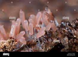 Attēlu rezultāti vaicājumam “Stemonitopsis typhina”