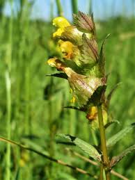 Attēlu rezultāti vaicājumam “Rhinanthus serotinus flower”