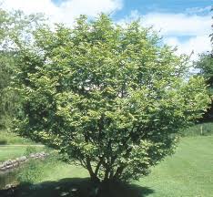 Attēlu rezultāti vaicājumam “Pterocarya fraxinifolia female flower”