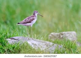 Attēlu rezultāti vaicājumam “Tringa nebularia”