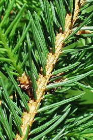 Attēlu rezultāti vaicājumam “Picea abies leaf”