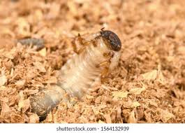 Attēlu rezultāti vaicājumam “Oryctes nasicornis larva”