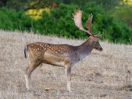 Attēlu rezultāti vaicājumam “Dama dama”