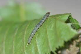 Attēlu rezultāti vaicājumam “Pandemis heparana”